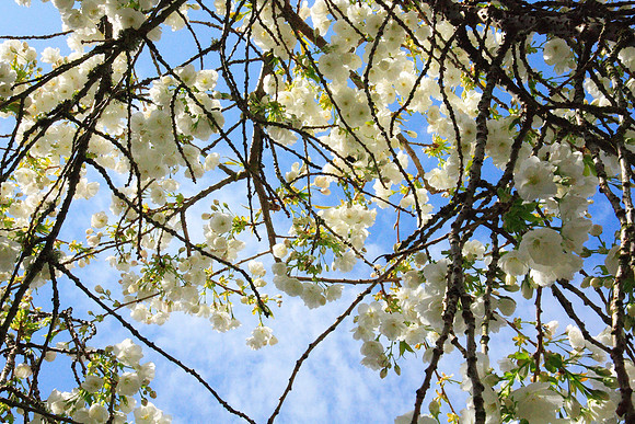 under the blossom tree