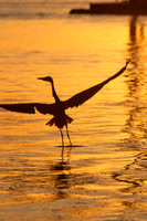 Golden Dance