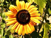 bee sunflower