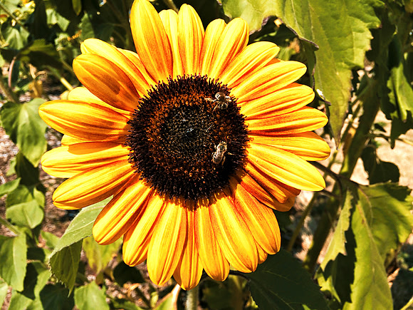 bee sunflower