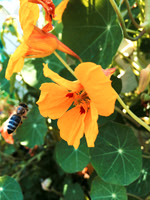 Bee flower