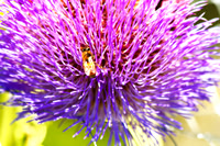 HoneyBee Artichoke