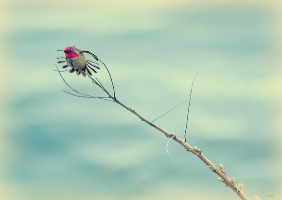 Hummingbird Wings