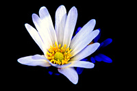 Inner Beauty