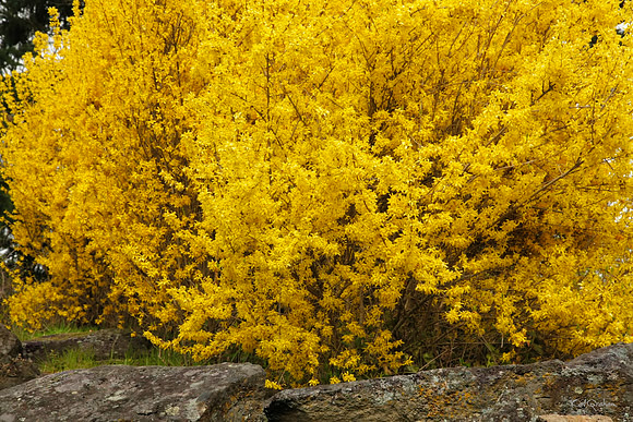 Yellow Spring S