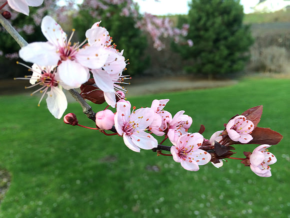 Cherry Blossom Branch