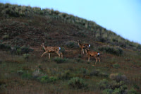 Deer on Painted Hills
