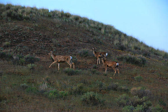 Deer on Painted Hills