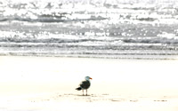 Gull