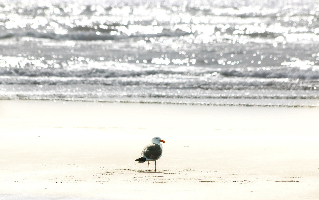 Gull
