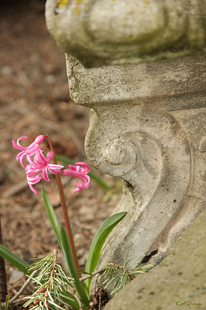 Pink by Stone S