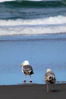 Double Gull