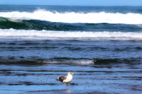 Gull Bathing