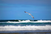 Gull Flight