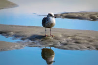 Gull Reflection