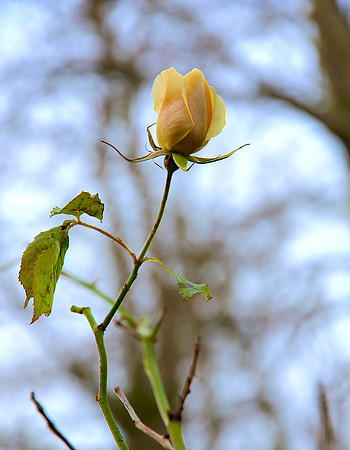 Winter Rose