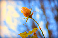 Reaching for the Light