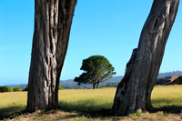 Leaning Trees Mendocino