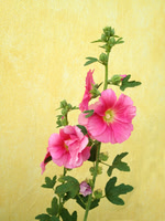 Mexico Flower