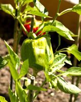 Green Pepper