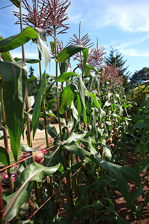 Corn