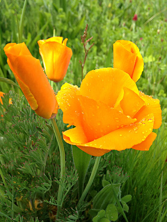 butter blossom