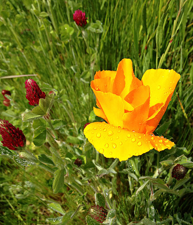 Buttercup
