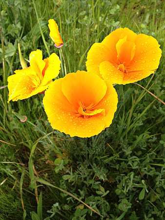 Buttercup Family