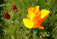 Buttercups and Clover