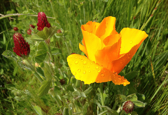 Buttercups and Clover