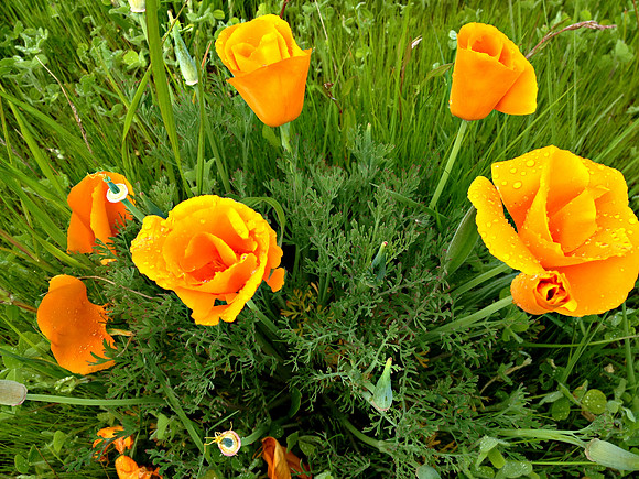 Natures Bouquet