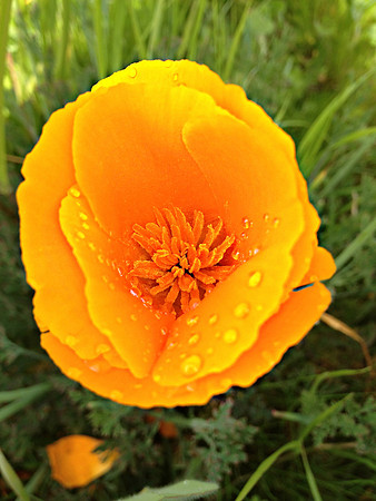 open buttercup