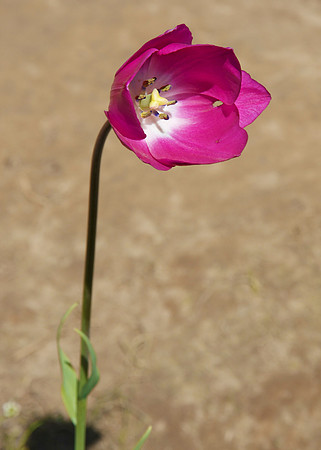 Lone flower
