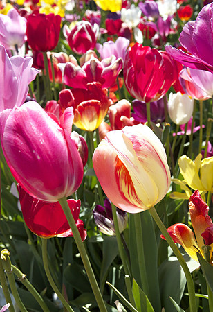 Multi tulips