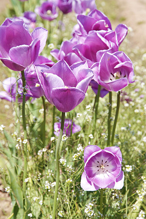 Purple Tulips
