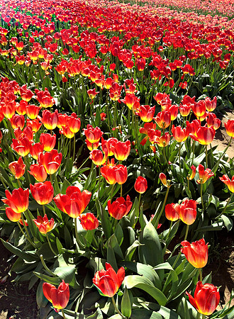 Red and Yellow