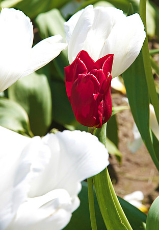 Red Tulip