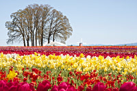 Wide Field Bloom