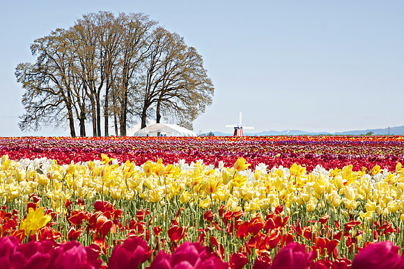 Wide Field Bloom