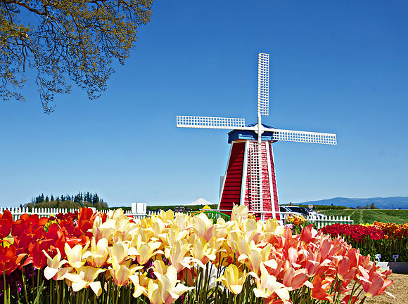 Windmill