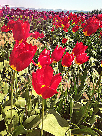 Windy Tulips