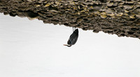 Heron