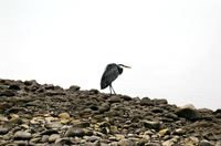 crouching blue heron
