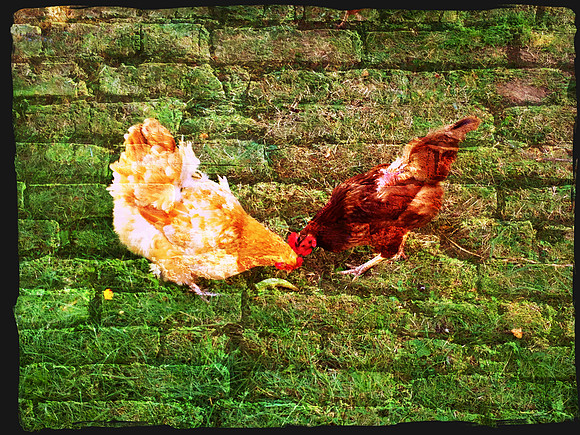 Chickens