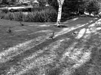 Light and Duck