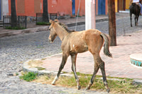 clippidy clop