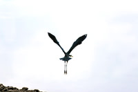 Hanging Heron