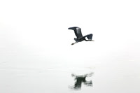 Heron Shadow