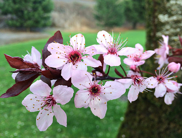 Cherry Faces