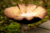 Mushroom